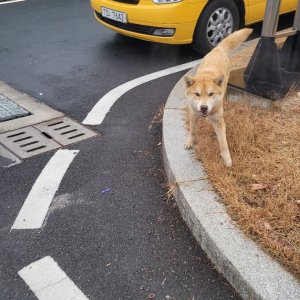 강아지 주인을 찾습니다 진돗개 경상북도 경산시