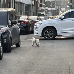 강아지 주인을 찾습니다 강아지 전단지