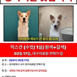 강아지를 찾습니다 강아지 전단지