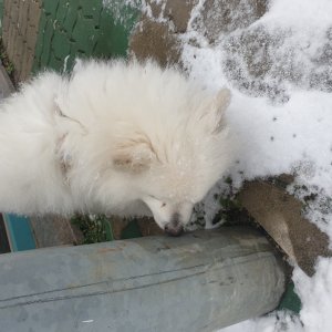 강아지 주인을 찾습니다 강아지 전단지