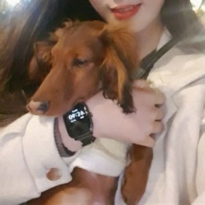 강아지를 찾습니다 강아지 전단지
