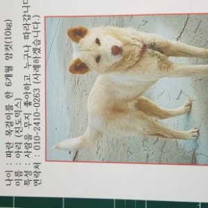강아지를 찾습니다 강아지 전단지