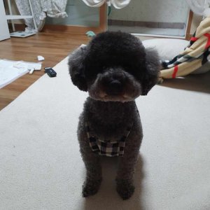 강아지 실종 푸들 경상북도 경주시