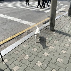 강아지 목격 진돗개 서울특별시 영등포구