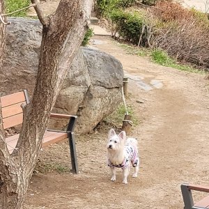 강아지 주인을 찾습니다 닥스훈트 서울특별시 관악구