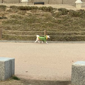 강아지 주인을 찾습니다 말티즈 서울특별시 종로구