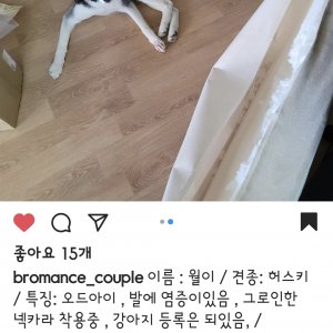 강아지를 찾습니다 강아지 전단지