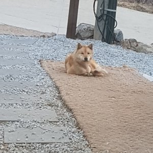 강아지 주인을 찾습니다 강아지 전단지