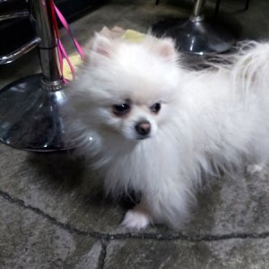 강아지 구조 포메라니언 서울특별시 강남구