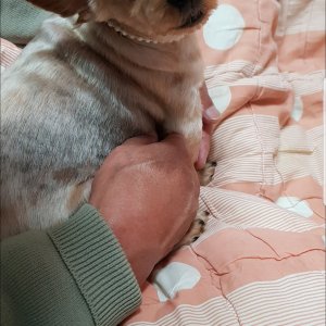 강아지를 찾습니다 강아지 전단지