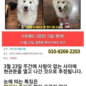 강아지 실종 사모예드 경기도 의정부시