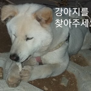 강아지 실종 동경견 경상남도 고성군