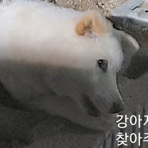 강아지를 찾습니다 동경견 경상남도 고성군