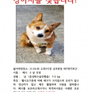 강아지 실종 웰시코기 경기도 부천시 소사구