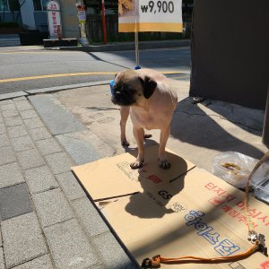 강아지 주인을 찾습니다 강아지 전단지