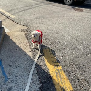 강아지를 찾습니다 말티즈 서울특별시 금천구