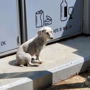 강아지 목격 기타견종 경기도 광주시
