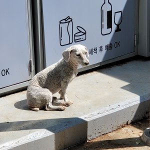 강아지 주인을 찾습니다 강아지 전단지