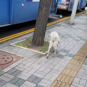 강아지 주인을 찾습니다 강아지 전단지