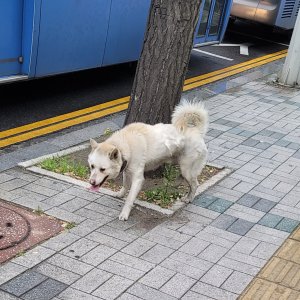 강아지 주인을 찾습니다 강아지 전단지