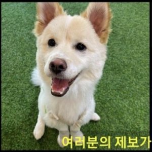 강아지를 찾습니다 믹스견 울산광역시 남구