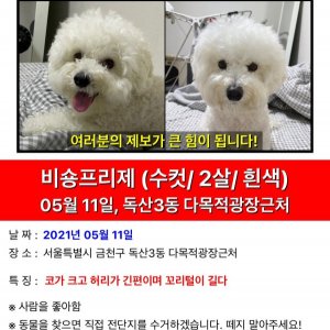 강아지를 찾습니다 강아지 전단지