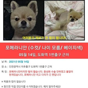 강아지를 찾습니다 강아지 전단지