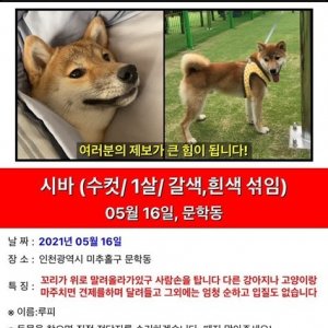 강아지를 찾습니다 시바 인천광역시 미추홀구