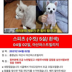 강아지를 찾습니다 믹스견 충청남도 아산시