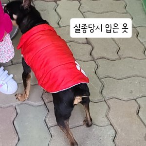 강아지를 찾습니다 강아지 전단지