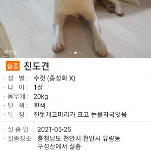 강아지를 찾습니다 진돗개 충청남도 천안시 동남구