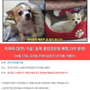 강아지를 찾습니다 치와와 경기도 부천시 오정구