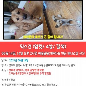 강아지를 찾습니다 강아지 전단지