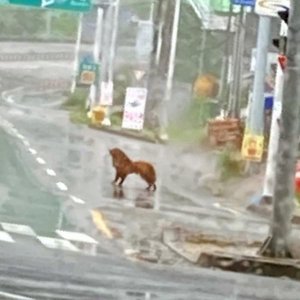 강아지 목격 골든리트리버 부산광역시 기장군