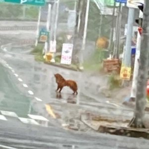 강아지 주인을 찾습니다 골든리트리버 부산광역시 기장군