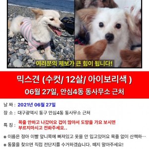 강아지를 찾습니다 믹스견 대구광역시 동구