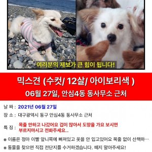 강아지를 찾습니다 강아지 전단지