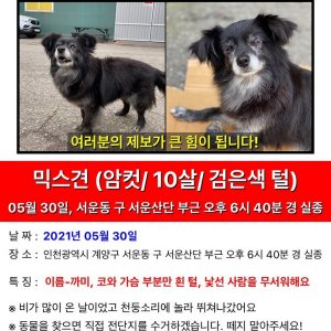 강아지를 찾습니다 강아지 전단지