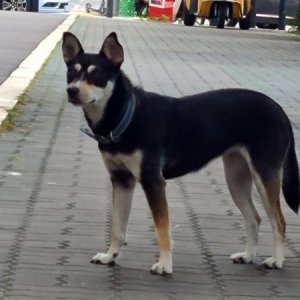 강아지 목격 기타견종 서울특별시 영등포구