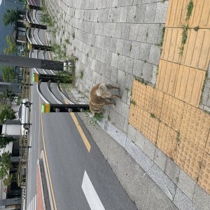 강아지 주인을 찾습니다 강아지 전단지