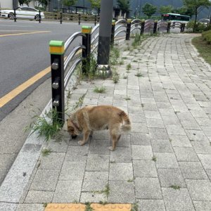 강아지 주인을 찾습니다 강아지 전단지