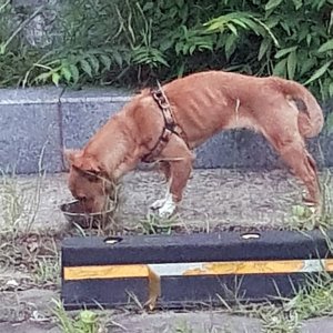 강아지 주인을 찾습니다 믹스견 인천광역시 계양구