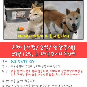 강아지를 찾습니다 강아지 전단지