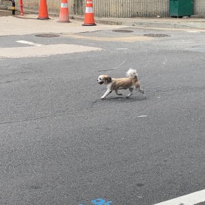 강아지 주인을 찾습니다 시츄 서울특별시 용산구