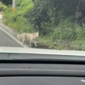 강아지 주인을 찾습니다 진돗개 경기도 포천시