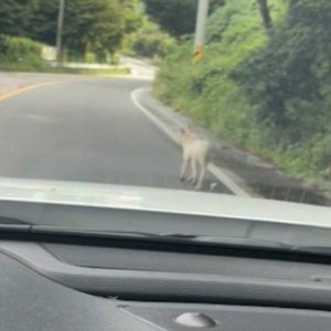 강아지 주인을 찾습니다 진돗개 경기도 포천시