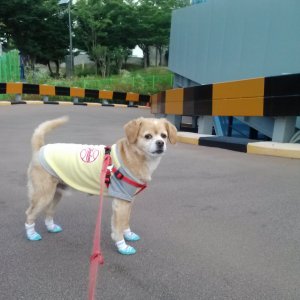 강아지를 찾습니다 기타견종 경상남도 양산시