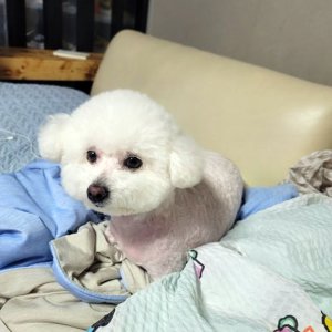 강아지 실종 비숑프리제 부산광역시 남구