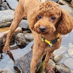 강아지 실종 푸들 서울특별시 서대문구