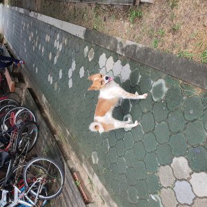 강아지 주인을 찾습니다 기타견종 경상남도 김해시